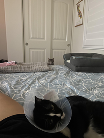 Arya is skeptical of Me-Mow and her cone of shame