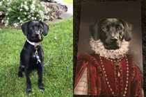 As an early Christmas gift my sisters boyfriend got her a Renaissance portrait of their dog I think he chose the perfect picture