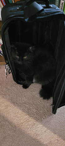 As soon as the suitcase was on the ground Midnight decided he was coming as well