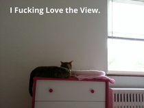 Asked my girlfriend what her cat thought of her new apartment she sent me this