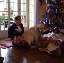 At over  lbs and almost  years old my yellow lab still thinks hes a lap dog This is how I opened presents this morning