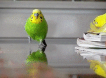 Attack of the budgie