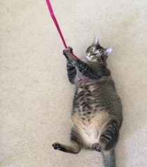 Attempting to take my very fat cat for a walk