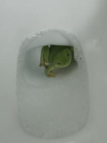 Australian Green Shitter Frog in its natural environment At least its not a Nope Rope 