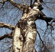 Auto corrected sexy bitch to sexy birch this is what I got 