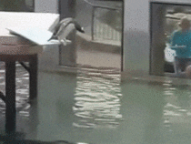 Awkward penguin slips and falls off diving board