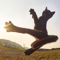 Awwsome Karate Cat