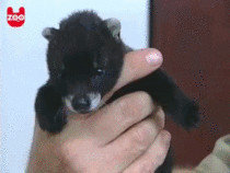 Baby civet