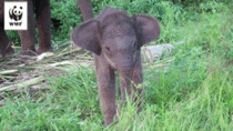Baby Elephant learns to use its trunk for the st time