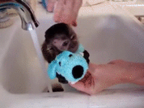 Baby monkey getting a bath