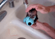 Baby Monkey Getting A Bath While Hugging Stuffed Animal