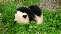 Baby Panda Roll