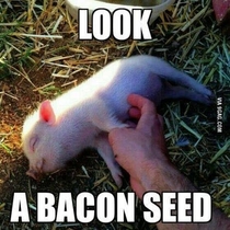Bacon seed