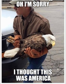 Bald eagle rescued from outside a MN school today
