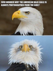 Bald eagles only work from the front