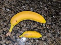 Banana banana for scale
