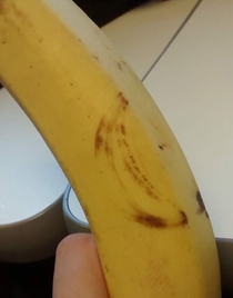 Banana on a banana