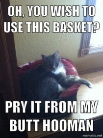 Basket kitty
