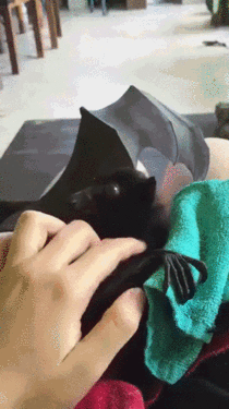 Bat loves affection