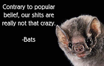 Bat-shit crazy