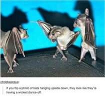 Bat truth