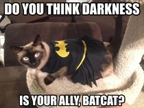 Batcat The hero we need but not one we deserve