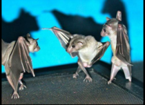 Bats look like they are dance battling when flipped right side up