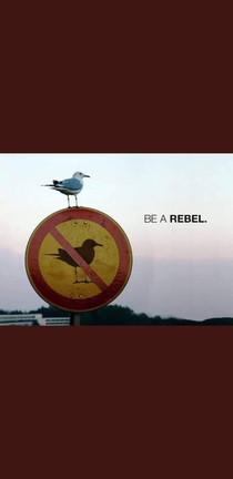 Be a rebel