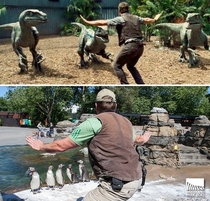 Be it penguins or velociraptors zookeeping is hard work -Woodland Park Zoo