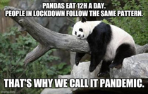 Be panda my friend