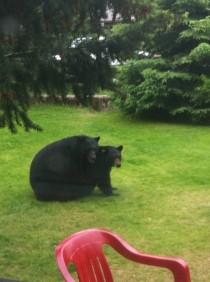 Bear back on my front lawn