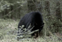 bear cant scratch his back 