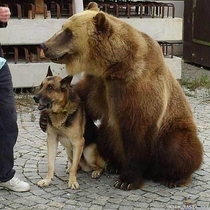Bear friend