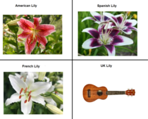 Beautiful Lilies from around the world