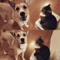 Before amp after my cat booped my dog on the nose - seconds apart