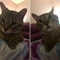 Before and after I told him he was a cat