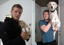 Before and After Photo of a Dog Growing Up