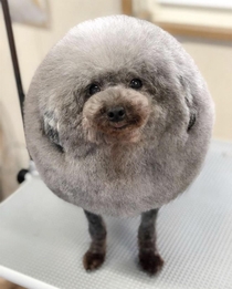 Best haircut a dog could ever want