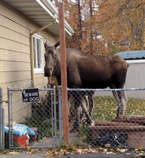 Beware of dog moose