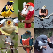 Birds with arms is horrifyingbeautiful