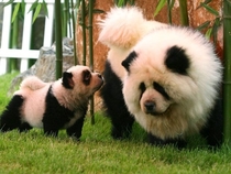 Black and white chow chow