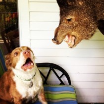 Boars head vs my friends dog