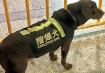 Bomb sniffing dog from US overseas
