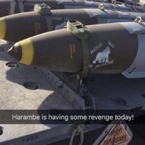 Bombs out for Harambe