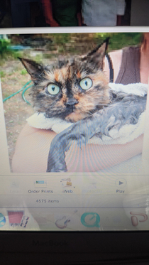 Booted up my  year old macbook and found a picture of my kitty after she had had a nice relaxing bath
