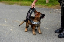 Boston police K- tries on his vest that he will grow into