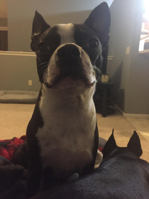 Boston Terriers are notoriously gassy When this smug bastard drops ass and runs off we call it the ole toot-n-scoot