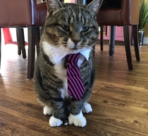 Bought my cat a necktie