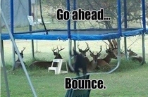 Bounce now