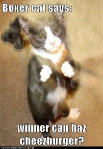 Boxer cat says